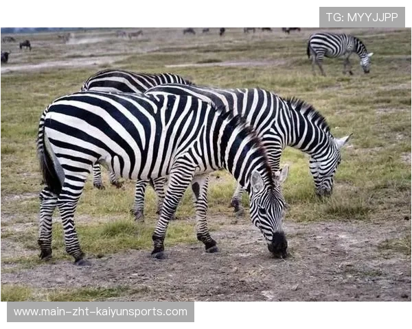 资深名记独家：管理层暗中操盘的五大秘密！